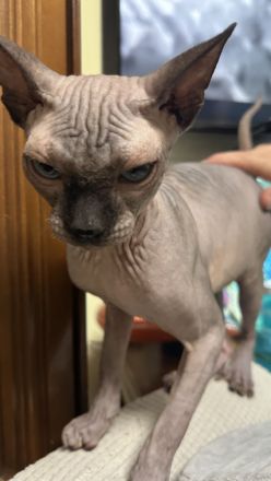 Reinrassiger Kanadischer Sphynx