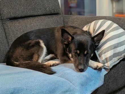 Jax auf Pflegestelle in 22115 Hamburg sucht sein Für-immer-Zuhause