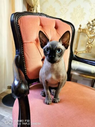 abgabebereit canadian sphynx