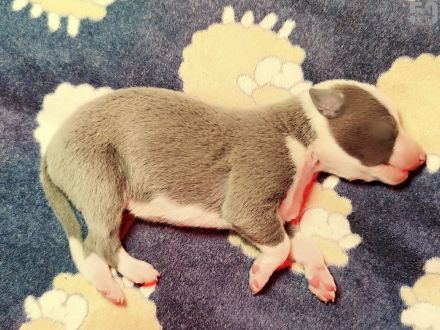 Whippet Welpen aus den besten Rennlinien