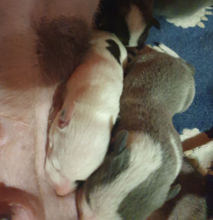 Whippet Welpen aus den besten Rennlinien