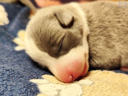 Whippet Welpen aus den besten Rennlinien