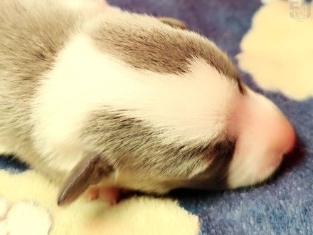 Whippet Welpen aus den besten Rennlinien