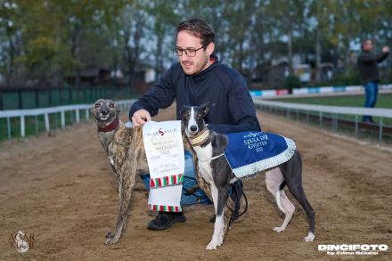 Whippet Welpen aus den besten Rennlinien