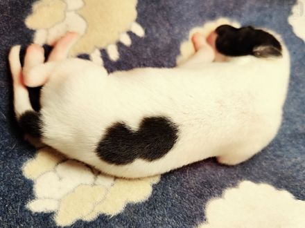 Whippet Welpen aus den besten Rennlinien