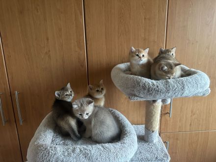 Reinrassige Britisch Kurzhaar BKH Kitten Katzenbabys Katzen