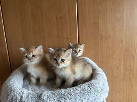 Reinrassige Britisch Kurzhaar BKH Kitten Katzenbabys Katzen