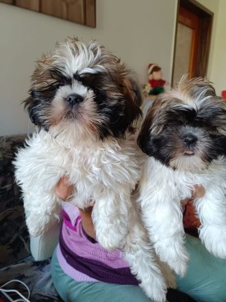 Zuckersüße Shih Tzu Mischlingswelpen „Charlie“ & „Lucky“ – Katzen-gewöhnt & beide Elterntiere vor Or