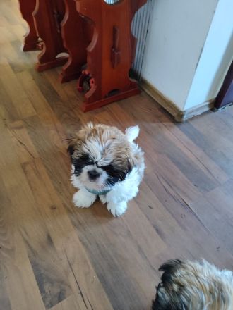Zuckersüße Shih Tzu Mischlingswelpen „Charlie“ & „Lucky“ – Katzen-gewöhnt & beide Elterntiere vor Or