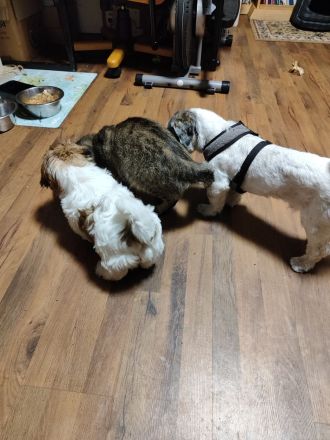 Zuckersüße Shih Tzu Mischlingswelpen „Charlie“ & „Lucky“ – Katzen-gewöhnt & beide Elterntiere vor Or