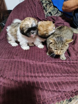 Zuckersüße Shih Tzu Mischlingswelpen „Charlie“ & „Lucky“ – Katzen-gewöhnt & beide Elterntiere vor Or