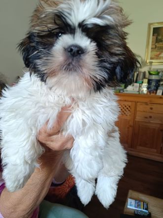 Zuckersüße Shih Tzu Mischlingswelpen „Charlie“ & „Lucky“ – Katzen-gewöhnt & beide Elterntiere vor Or