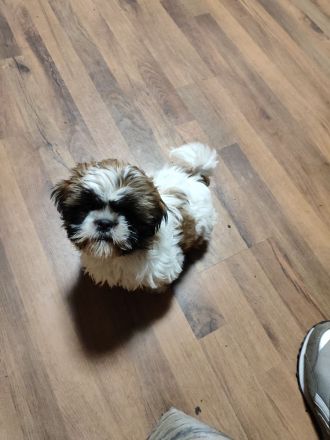 Zuckersüße Shih Tzu Mischlingswelpen „Charlie“ & „Lucky“ – Katzen-gewöhnt & beide Elterntiere vor Or