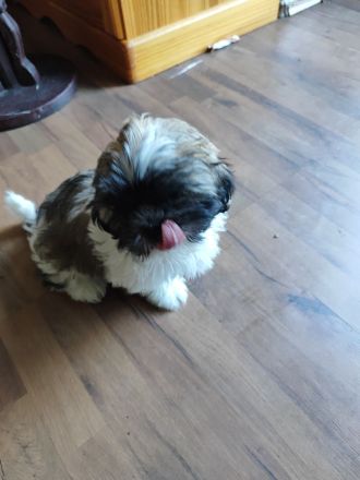 Zuckersüße Shih Tzu Mischlingswelpen „Charlie“ & „Lucky“ – Katzen-gewöhnt & beide Elterntiere vor Or