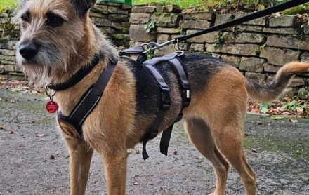 Zuhause gesucht für Vicky