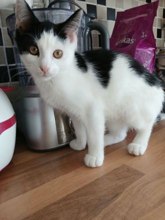 Katze Kätzchen EKH 16 W.alt