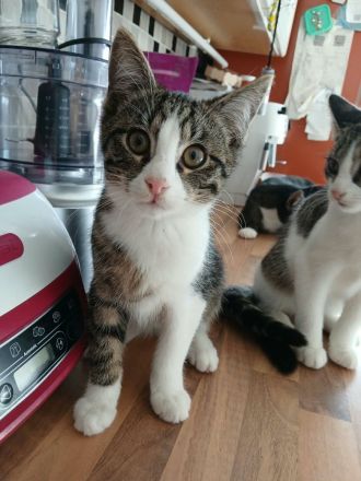 Katze Kätzchen EKH 16 W.alt
