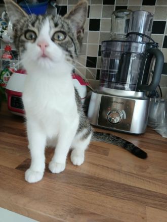 Katze Kätzchen EKH 16 W.alt