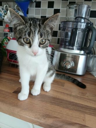Katze Kätzchen EKH 16 W.alt