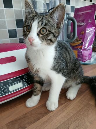 Katze Kätzchen EKH 16 W.alt