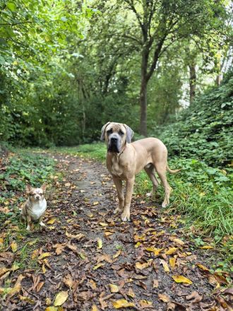 Wunderschöner DECKRÜDE Cane Corso Formentino