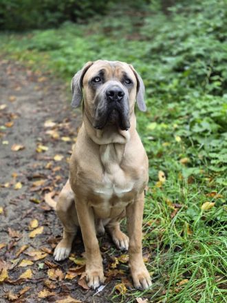 Wunderschöner DECKRÜDE Cane Corso Formentino