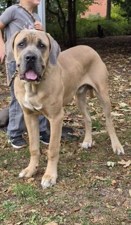 Wunderschöner DECKRÜDE Cane Corso Formentino