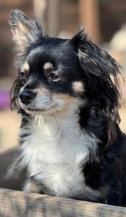 Unsere kleinen Chihuahua-Welpen suchen ihr Für-immer-Zuhause ❤️