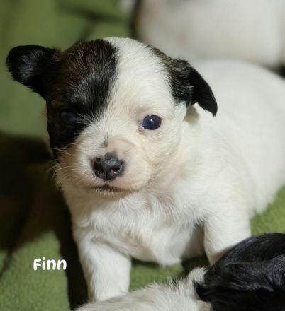 Unsere kleinen Chihuahua-Welpen suchen ihr Für-immer-Zuhause ❤️