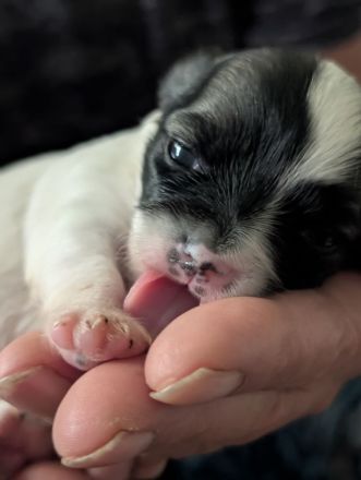 Unsere kleinen Chihuahua-Welpen suchen ihr Für-immer-Zuhause ❤️