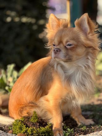 Unsere kleinen Chihuahua-Welpen suchen ihr Für-immer-Zuhause ❤️
