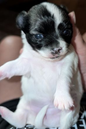 Unsere kleinen Chihuahua-Welpen suchen ihr Für-immer-Zuhause ❤️