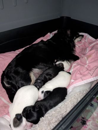 Unsere kleinen Chihuahua-Welpen suchen ihr Für-immer-Zuhause ❤️