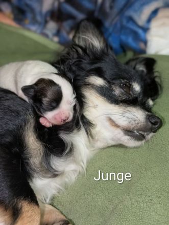 Unsere kleinen Chihuahua-Welpen suchen ihr Für-immer-Zuhause ❤️