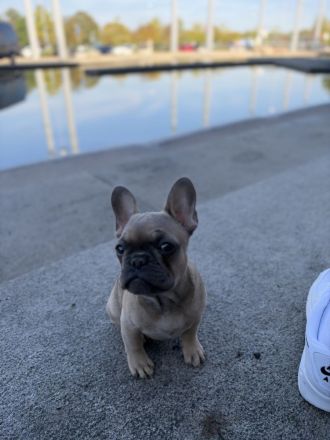 3 Franz. Bulldoggen Mädchen