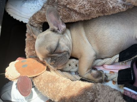 3 Franz. Bulldoggen Mädchen