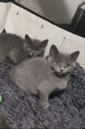 Bkh kitten