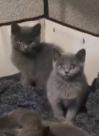 Bkh kitten