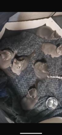 Bkh kitten
