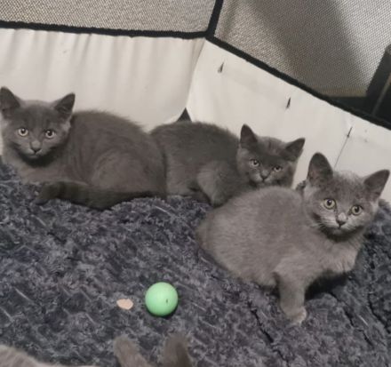 Bkh kitten