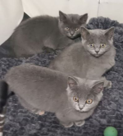 Bkh kitten