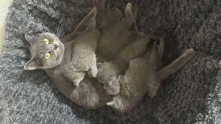 Bkh kitten