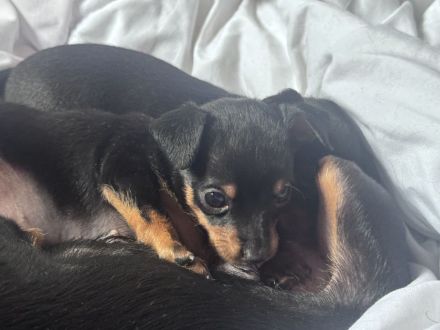 Chihuahua Welpen