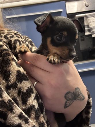Chihuahua Welpen