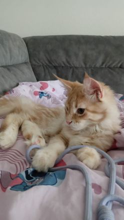 6 monate alter Maine Coon Kater sucht ein liebevolles Zuhause