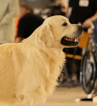 Golden Retriever Deckrüde