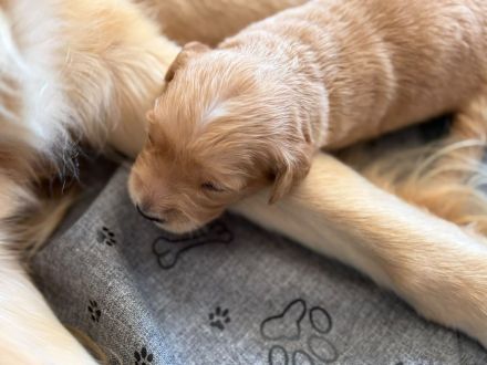 Golden Retriever Deckrüde