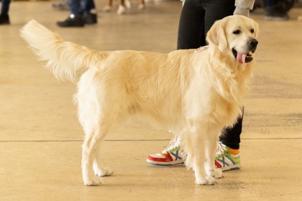 Golden Retriever Deckrüde