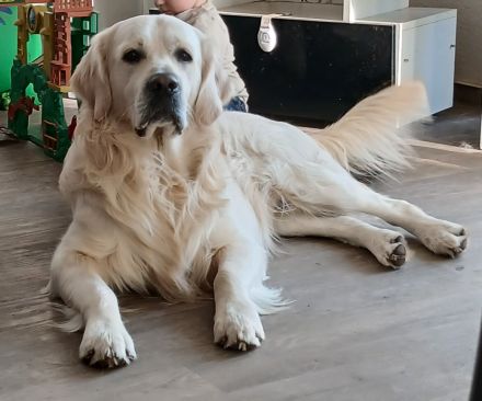 Golden Retriever Deckrüde