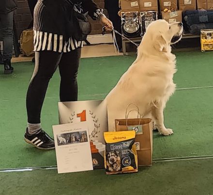 Golden Retriever Deckrüde